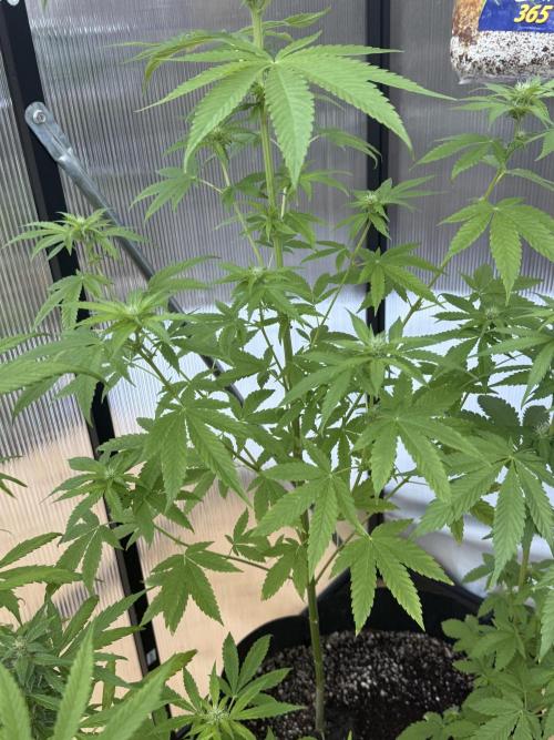 Tropic Gem Texas Green House Grow. Week 7