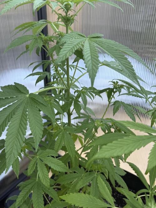 Tropic Gem Texas Green House Grow. Week 7