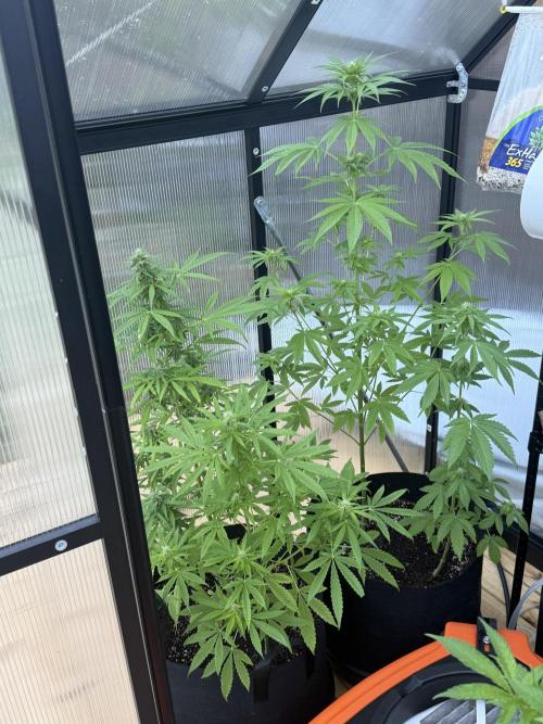 Tropic Gem Texas Green House Grow. Week 7