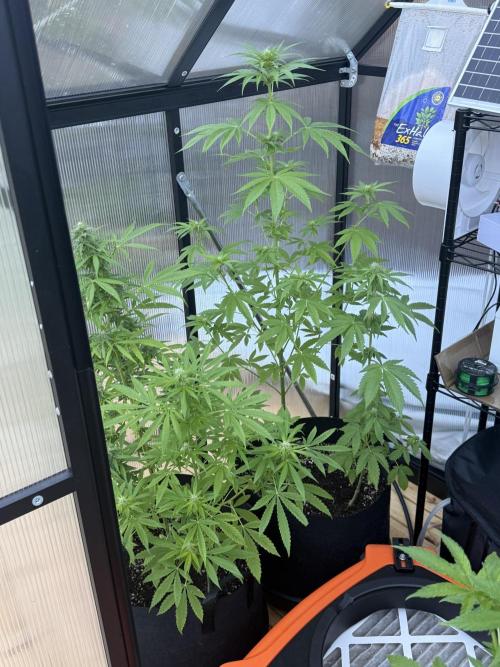 Tropic Gem Texas Green House Grow. Week 7