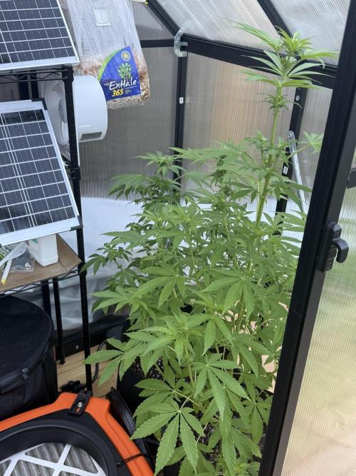Tropic Gem Texas Green House Grow. Week 7