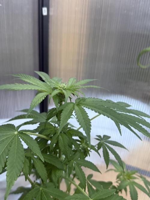 Tropic Gem Texas Green House Grow. Week 8