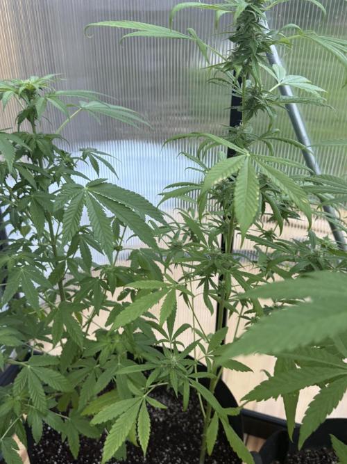 Tropic Gem Texas Green House Grow. Week 8