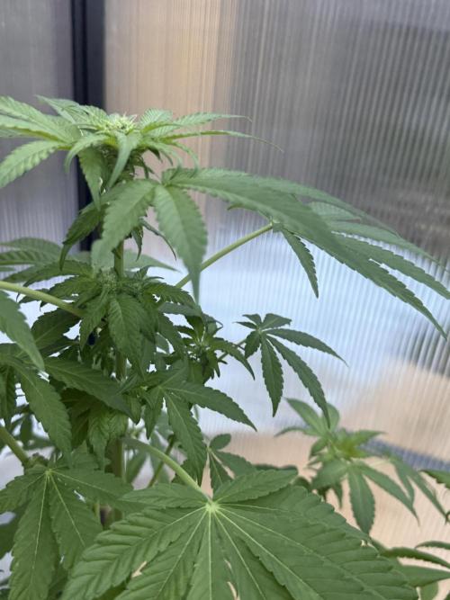 Tropic Gem Texas Green House Grow. Week 8