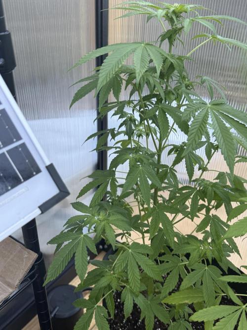 Tropic Gem Texas Green House Grow. Week 8
