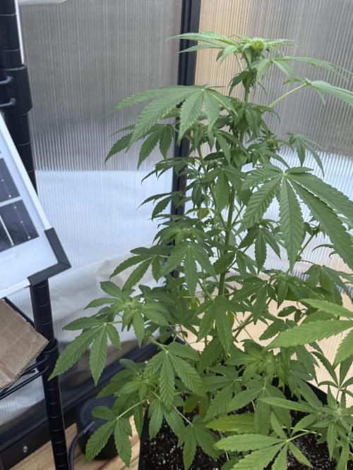 Tropic Gem Texas Green House Grow. Week 8