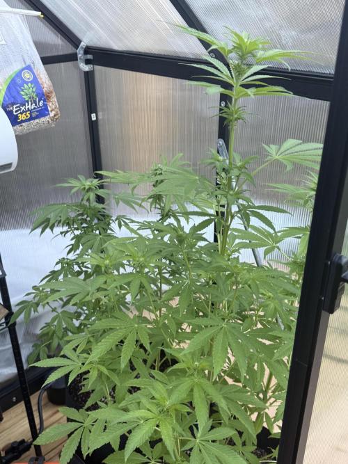Tropic Gem Texas Green House Grow. Week 8