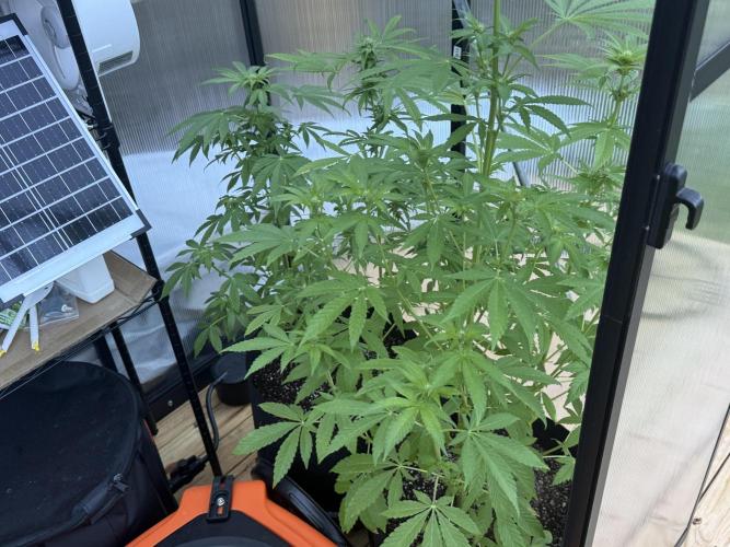 Tropic Gem Texas Green House Grow. Week 8
