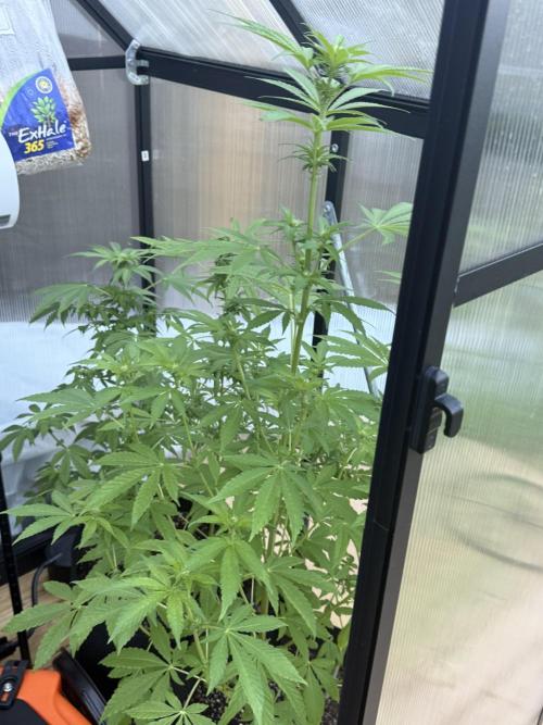 Tropic Gem Texas Green House Grow. Week 8