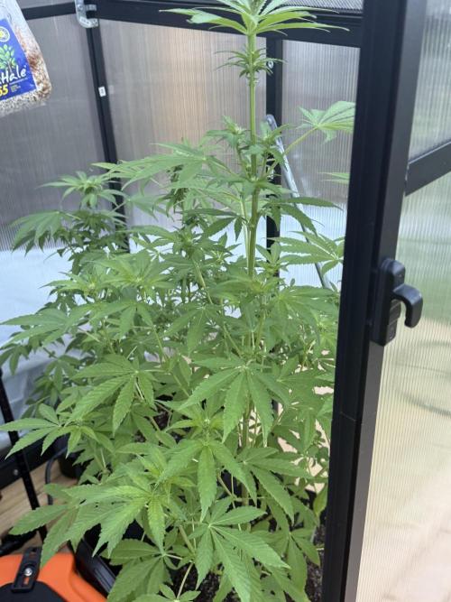 Tropic Gem Texas Green House Grow. Week 8