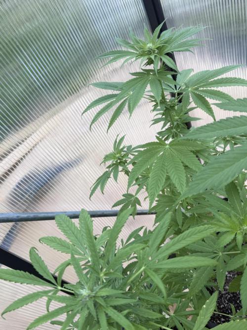 Tropic Gem Texas Green House Grow. Week 8