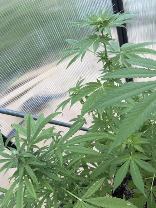 Tropic Gem Texas Green House Grow. Week 8