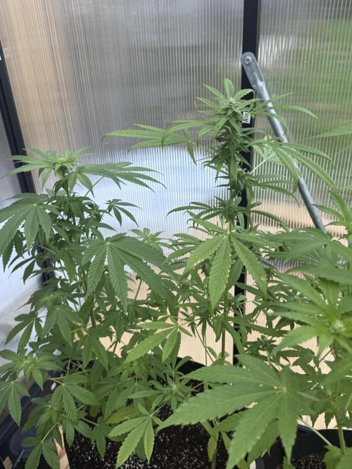 Tropic Gem Texas Green House Grow. Week 8