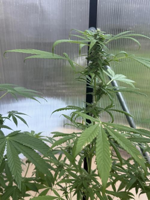 Tropic Gem Texas Green House Grow. Week 8