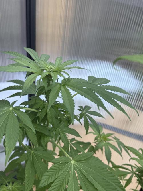 Tropic Gem Texas Green House Grow. Week 8