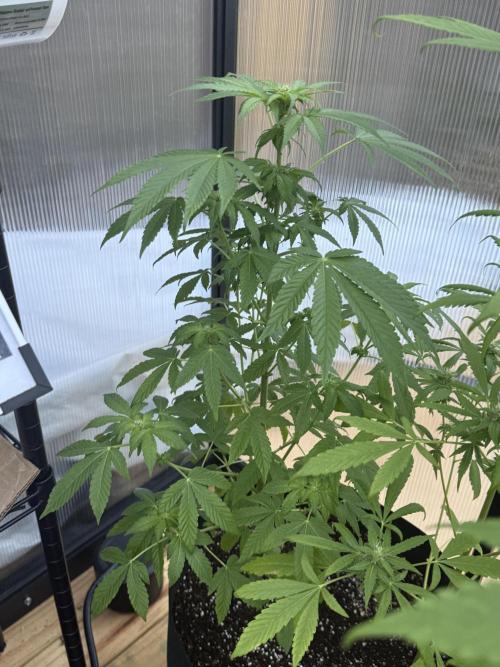 Tropic Gem Texas Green House Grow. Week 8