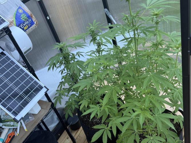 Tropic Gem Texas Green House Grow. Week 8