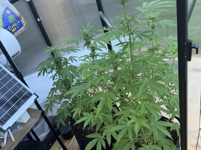 Tropic Gem Texas Green House Grow. Week 8