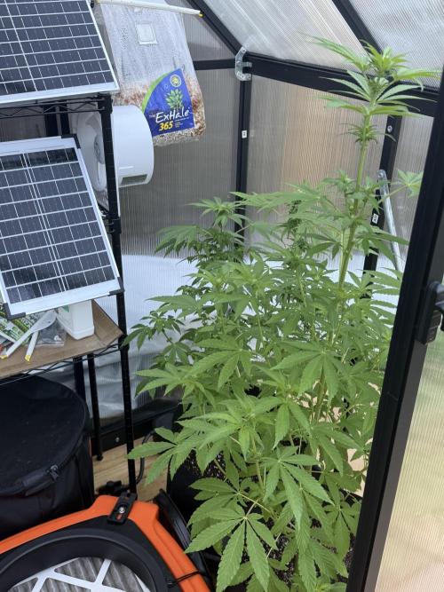 Tropic Gem Texas Green House Grow. Week 8