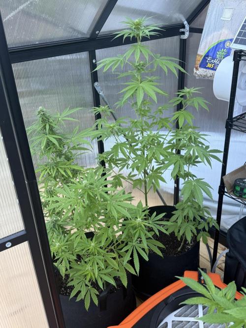 Tropic Gem Texas Green House Grow. Week 8