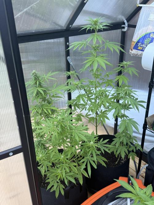 Tropic Gem Texas Green House Grow. Week 8