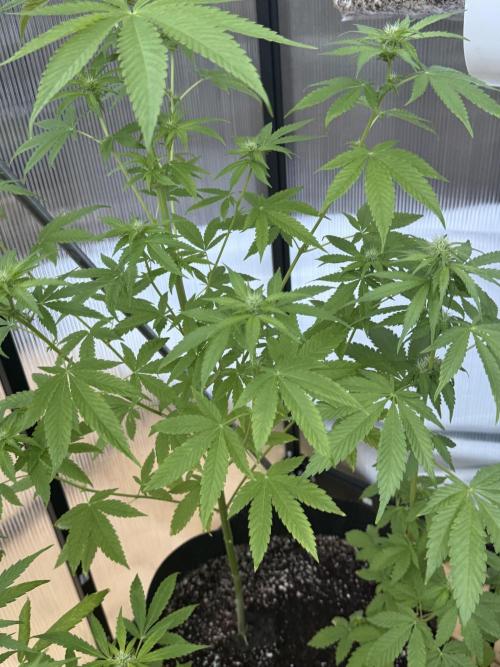 Tropic Gem Texas Green House Grow. Week 8