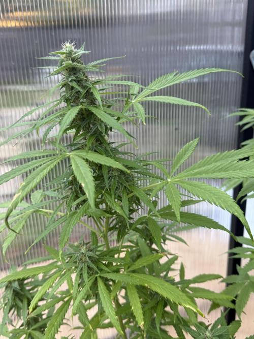 Tropic Gem Texas Green House Grow. Week 8