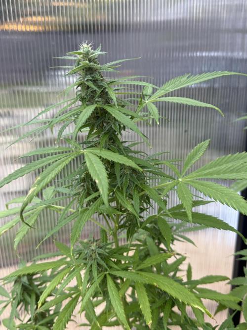 Tropic Gem Texas Green House Grow. Week 8