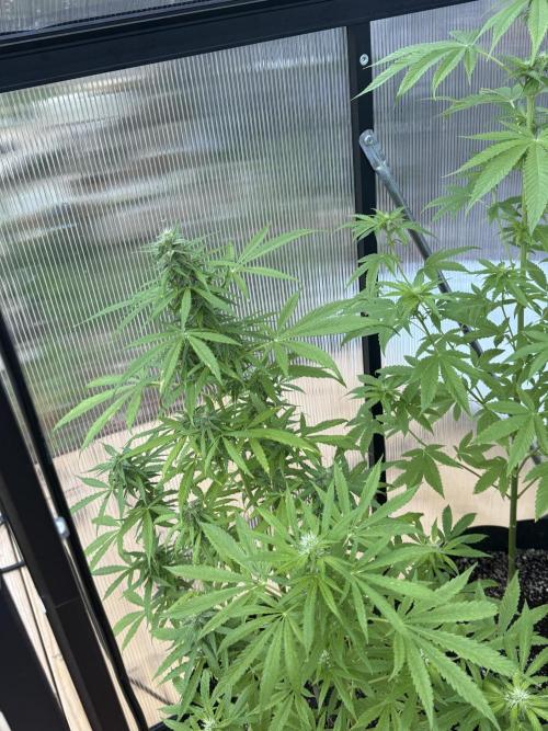 Tropic Gem Texas Green House Grow. Week 8