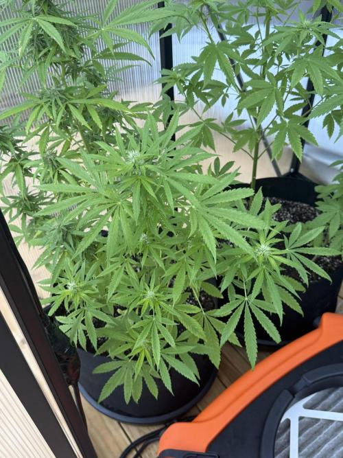 Tropic Gem Texas Green House Grow. Week 8