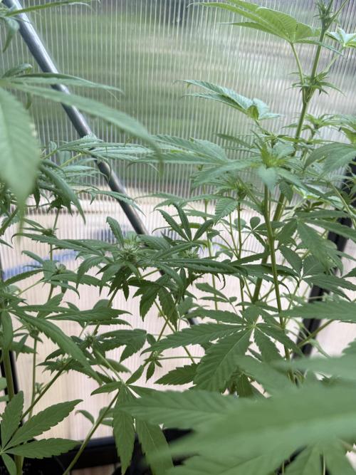 Tropic Gem Texas Green House Grow. Week 8