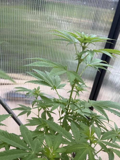 Tropic Gem Texas Green House Grow. Week 8