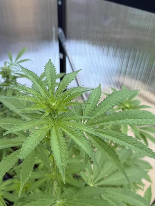 Tropic Gem Texas Green House Grow. Week 8