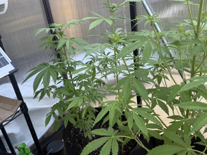 Tropic Gem Texas Green House Grow. Week 8