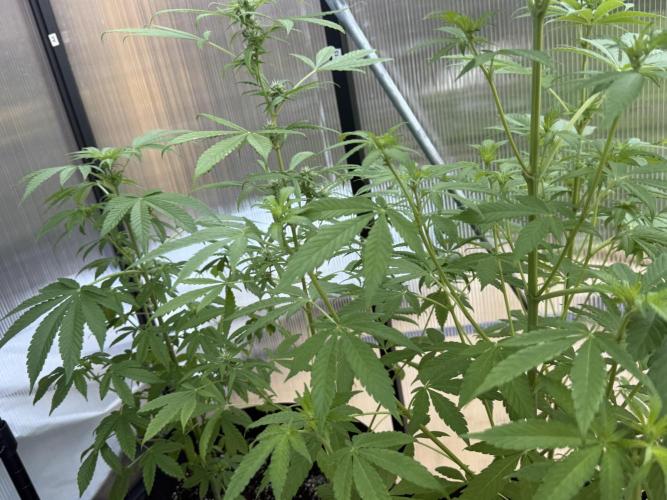 Tropic Gem Texas Green House Grow. Week 8