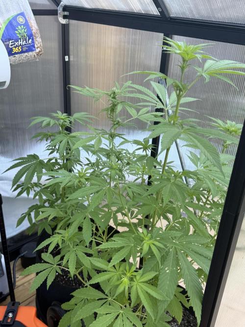 Tropic Gem Texas Green House Grow. Week 8