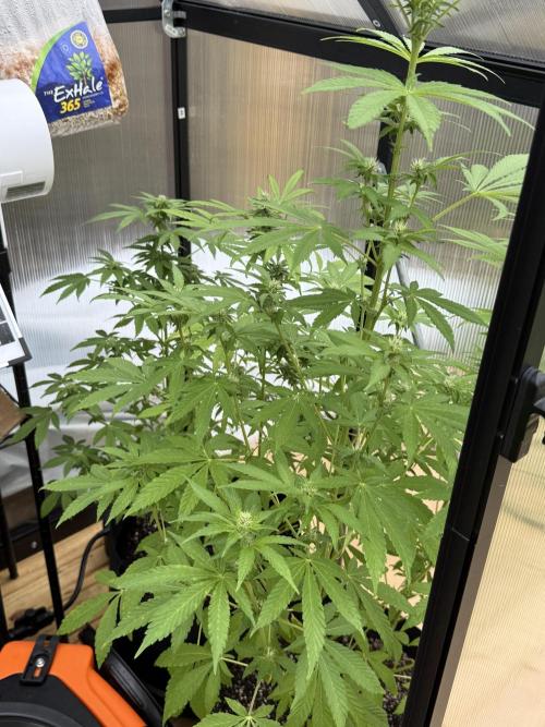 Tropic Gem Texas Green House Grow. Week 9