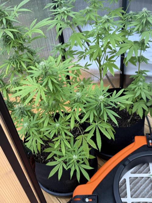 Tropic Gem Texas Green House Grow. Week 9