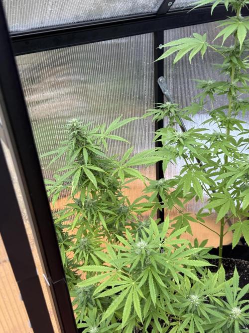 Tropic Gem Texas Green House Grow. Week 9