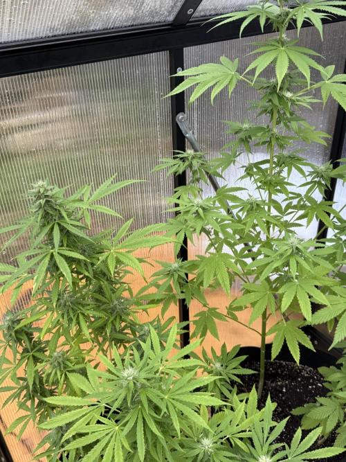 Tropic Gem Texas Green House Grow. Week 9