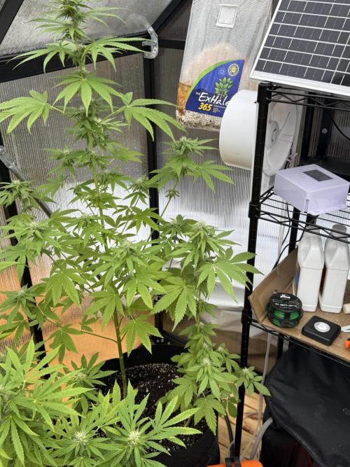 Tropic Gem Texas Green House Grow. Week 9