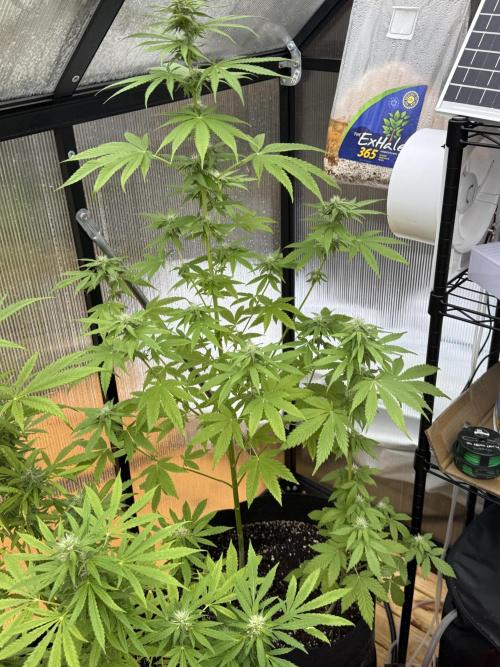 Tropic Gem Texas Green House Grow. Week 9
