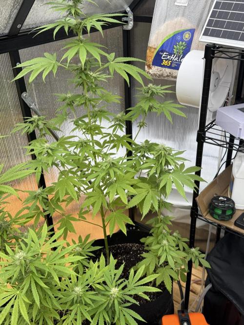 Tropic Gem Texas Green House Grow. Week 9