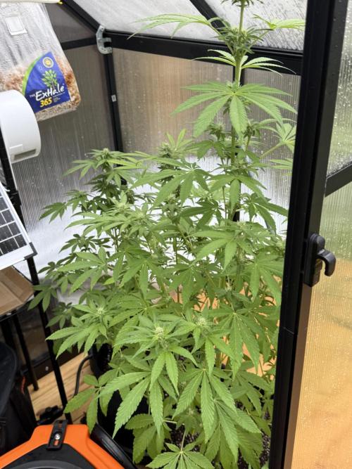 Tropic Gem Texas Green House Grow. Week 9