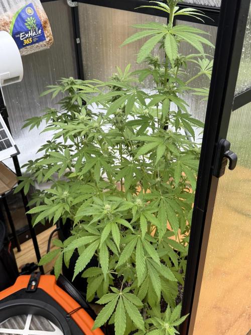 Tropic Gem Texas Green House Grow. Week 9