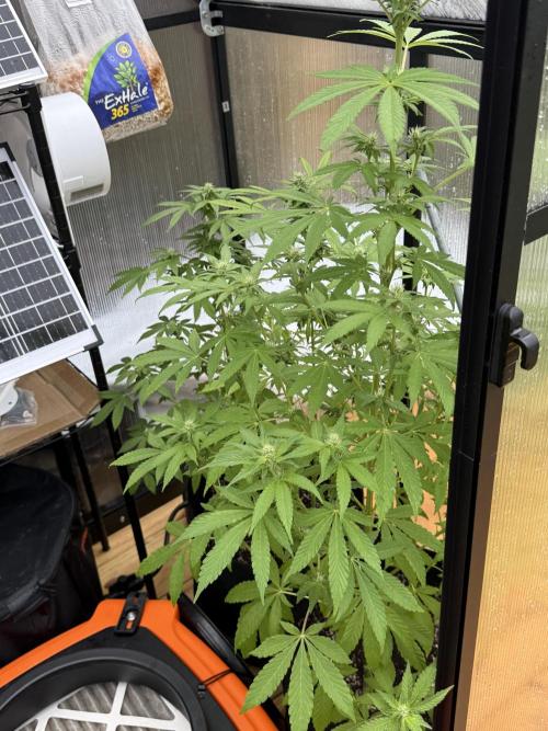 Tropic Gem Texas Green House Grow. Week 9