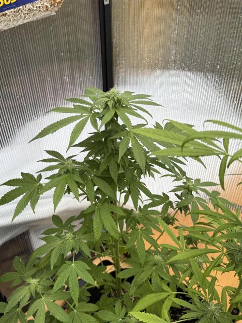 Tropic Gem Texas Green House Grow. Week 9
