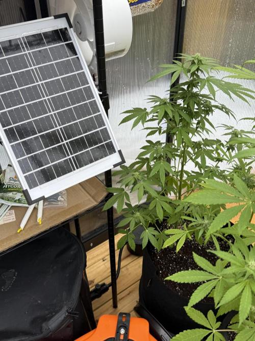 Tropic Gem Texas Green House Grow. Week 9