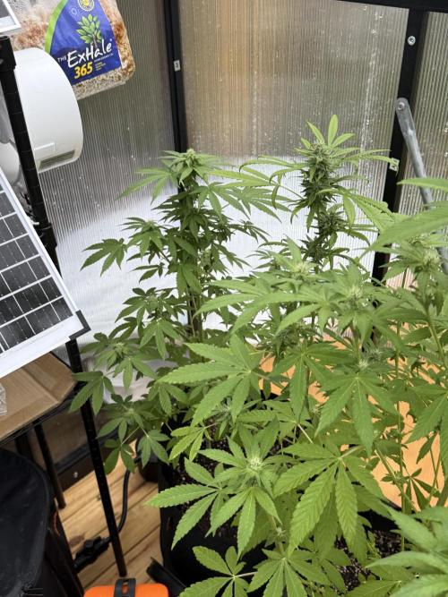 Tropic Gem Texas Green House Grow. Week 9