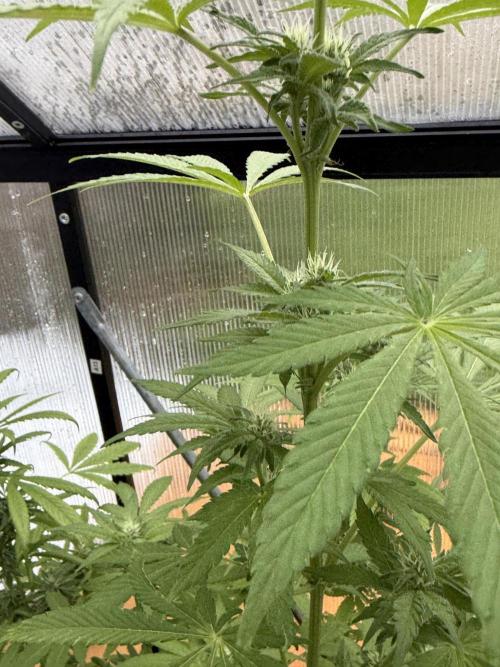 Tropic Gem Texas Green House Grow. Week 9
